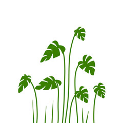 Illustration of tropical monstera leaves