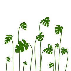 Illustration of tropical monstera leaves