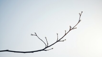 A lone branch reaching towards the sky with delicate white buds, a symbol of hope and new beginnings.
