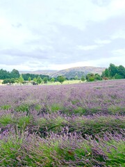 lavender field