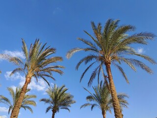A group of trees and palm trees with clouds