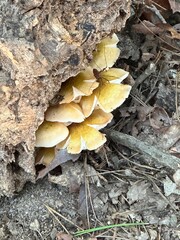mushrooms on the tree