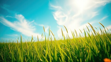 Obraz premium A vibrant green grassy field stretches towards a clear blue sky dotted with fluffy white clouds and bathed in warm sunshine.