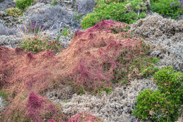 Parasitic Dodder (Cuscuta epithymum) Plants