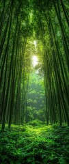 Obraz premium Serene bamboo forest path bathed in sunlight, lush green foliage, tranquil nature scene, peaceful atmosphere, sunlight filtering through leaves.