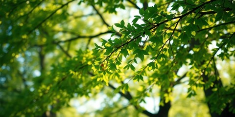 Sunlight filtering through a canopy of vibrant green leaves, illuminating the intricate details of nature's artistry