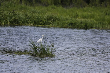 Cisne