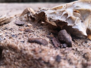Skull on the riverbank 2