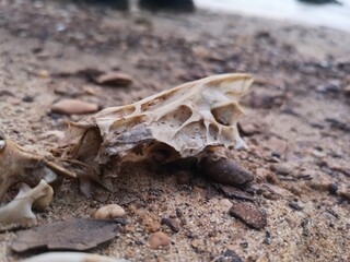 Animal skull