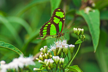 Close-up of a green Malachite butterfly (Siproeta stelenes) resting on small flowers in nature with a background of green leaves.