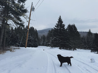 dog in the snow