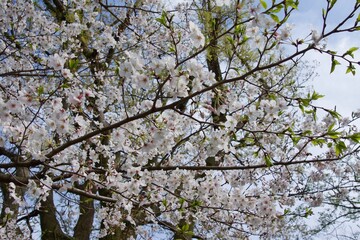 春の小田原市　桜の小田原城
