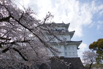 Fototapeta premium 春の小田原市 桜の小田原城 