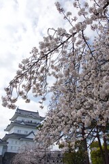 春の小田原市　桜の小田原城
