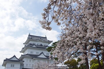 Fototapeta premium 春の小田原市 桜の小田原城 