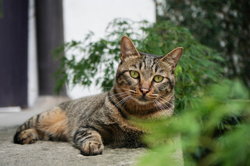A cat sunning itself