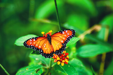Linda vista de uma Borboleta Laranja e Preta (Borboleta Monarca) descansando em flores vermelhas e amarelas. Close-up da borboleta Danaus plexippus