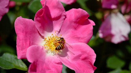 Bee on Pink Flower