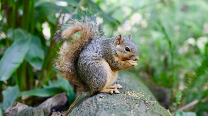 Squirrel Eating a Nut
