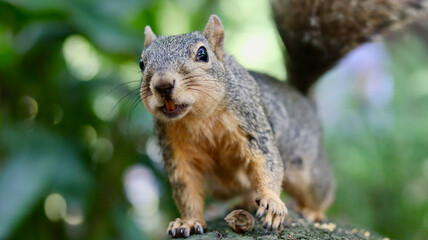 Squirrel Close-up