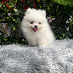 A cute, fluffy Pomeranian dog is sitting and taking pictures with a natural scene.