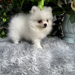 A cute, fluffy Pomeranian dog is sitting and taking pictures with a natural scene.