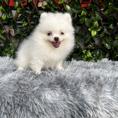 A cute, fluffy Pomeranian dog is sitting and taking pictures with a natural scene.