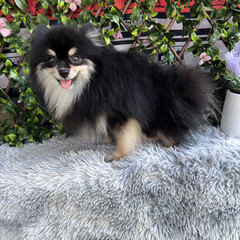 A cute, fluffy Pomeranian dog is sitting and taking pictures with a natural scene.