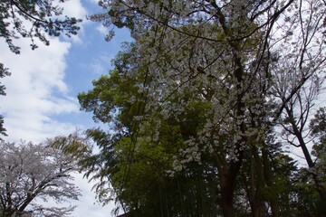 春の小田原市　桜の小田原城
