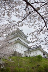 Fototapeta premium 春の小田原市 桜の小田原城 