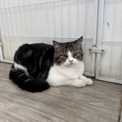 A short-haired, fluffy, fat, and cute Scottish Fold cat is relaxing in the house.
