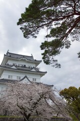 春の小田原市　桜の小田原城
