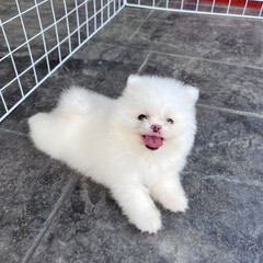 A small, white, fluffy Pomeranian puppy is running around the house.