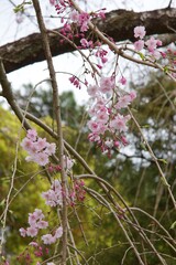 春の小田原市　桜の小田原城
