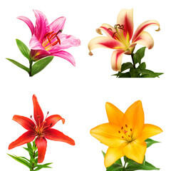 Collection lily flower isolated on white background. Fashionable creative floral composition. Summer, spring. Flat lay, top view