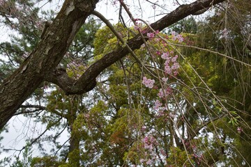 春の小田原市　桜の小田原城
