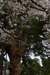 春の小田原市　桜の小田原城
