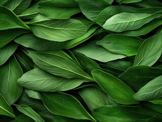 Fototapeta premium Top view of fresh green leafy vegetables with vibrant textures.