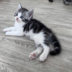 Cute kitten in the house, natural kitten photoshoot