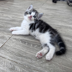 Cute kitten in the house, natural kitten photoshoot