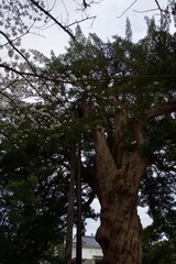 春の小田原市　桜の小田原城
