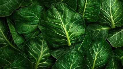 Obraz premium Macro shot of collard greens highlighting intricate details