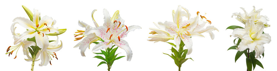 Collection white lily flower isolated on white background. Fashionable creative floral composition. Summer, spring. Flat lay, top view