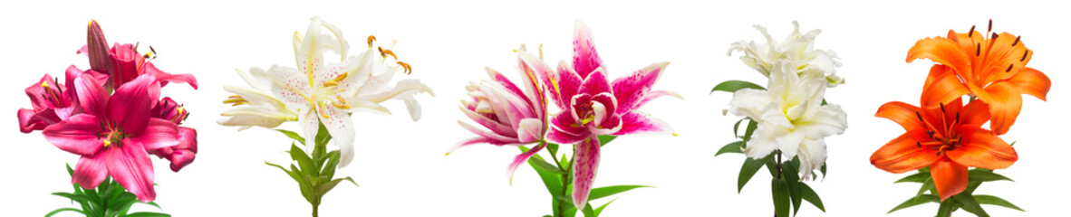 Collection lily flower isolated on white background. Fashionable creative floral composition. Summer, spring. Flat lay, top view