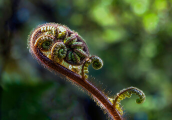 macro of new zealand fern