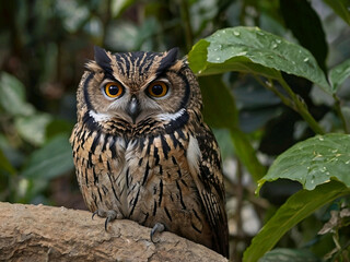 Fototapeta premium great horned owl