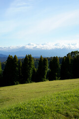 Obraz premium landscape shot of flora and fauna in the forest