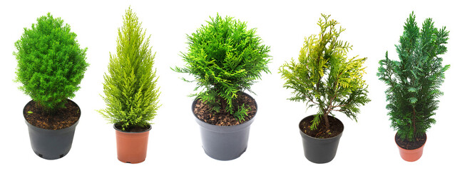 Super collection conifers isolated on white background. Beautiful decorative Christmas trees. Flat...