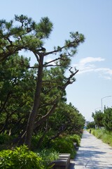 鵠沼海岸　湘南海浜公園の眺め