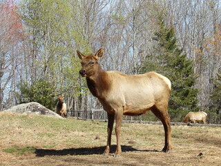 deer in the forest